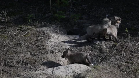 Red fox in the wild Stock Footage 314804620
