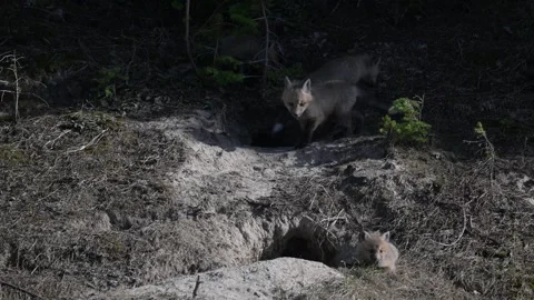 Red fox in the wild Stock Footage 314804635