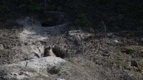 Red fox in the wild Видео 314804641