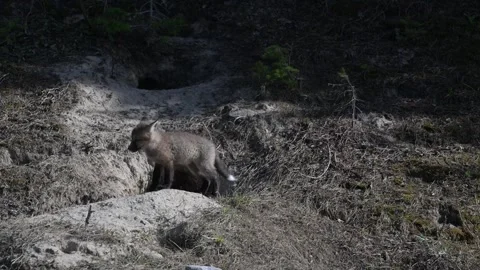 Red fox in the wild Stockbeeldmateriaal 314804642