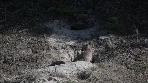 Red fox in the wild Видео 314804653