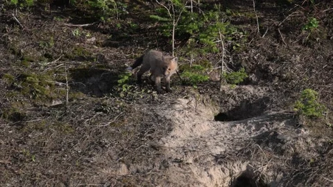Red fox in the wild Stock Footage 314804654