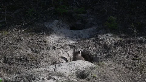 Red fox in the wild Stock Footage 314804665