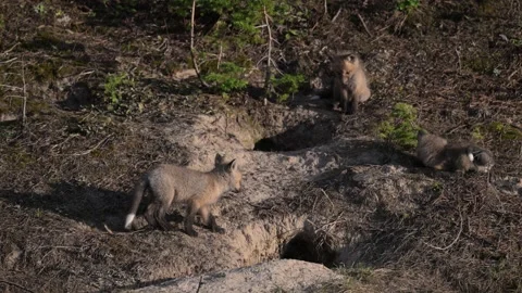 Red fox in the wild Stock Footage 314804669