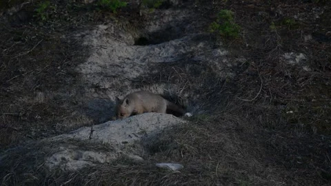 Red fox in the wild Stock Footage 314804683
