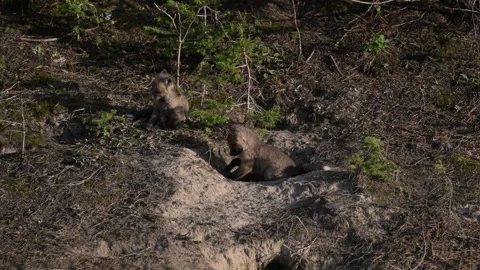 Red fox in the wild Stock Footage 314804724