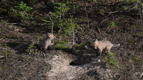 Red fox in the wild Vídeo Stock 314804741