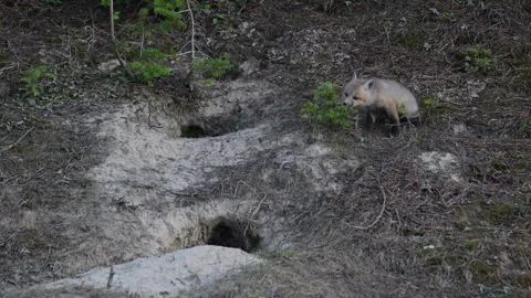 Red fox in the wild Stock Footage 314804749