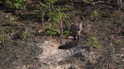 Red fox in the wild Stock Footage 314804753