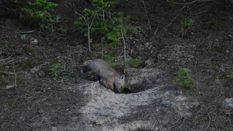 Red fox in the wild Stock Footage 314804759