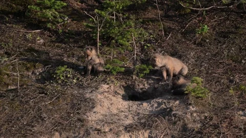 Red fox in the wild Stock Footage 314804761