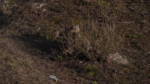 Red fox in the wild Stock Footage 314804764