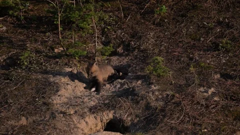 Red fox in the wild Stock Footage 314804766