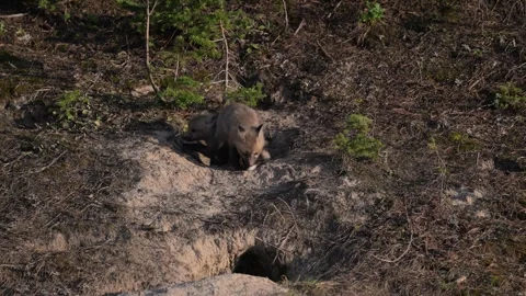 Red fox in the wild Stock Footage 314804772