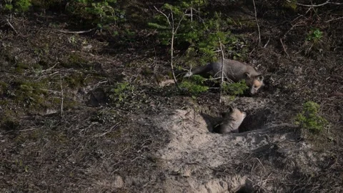 Red fox in the wild Stock Footage 314804775