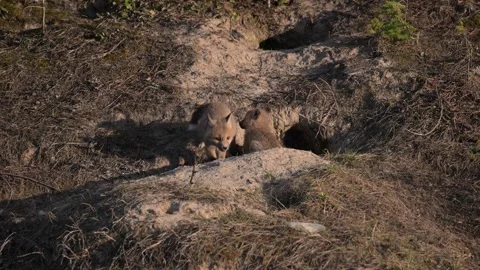 Red fox in the wild Stock Footage 314804788