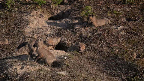 Red fox in the wild Видео 314804800