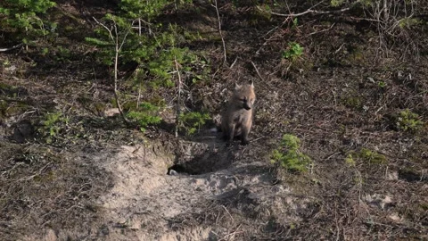Red fox in the wild Stock Footage 314804801