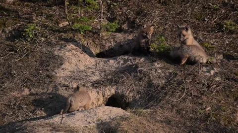 Red fox in the wild Stock Footage 314804809