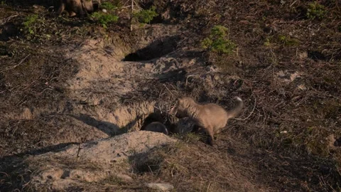 Red fox in the wild 動画素材 314804810