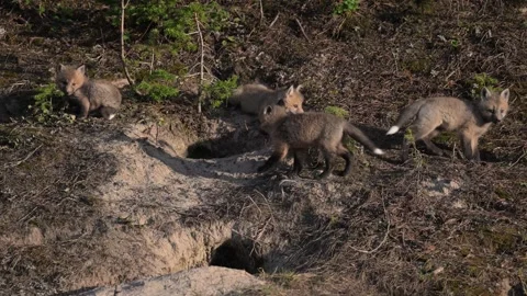 Red fox in the wild Video stock 314804820