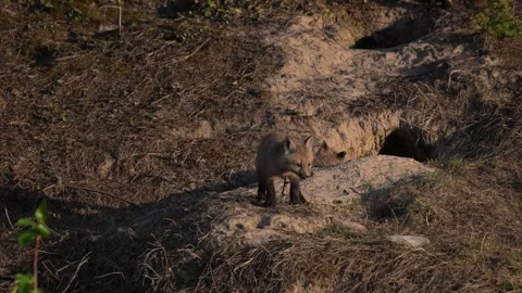 Red fox in the wild Stock Footage 314804824