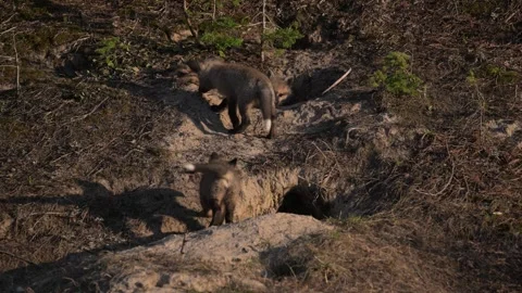 Red fox in the wild Stock Footage 314804830
