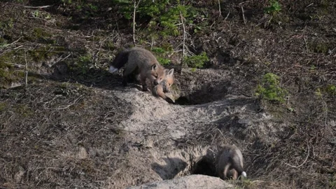Red fox in the wild 動画素材 314804837