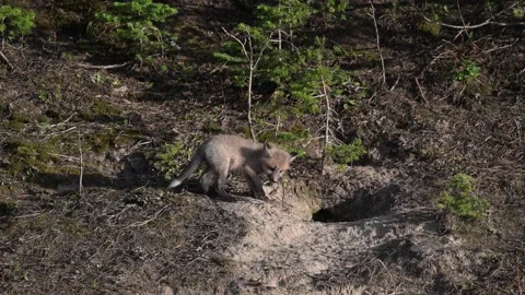 Red fox in the wild Stock Footage 314804841