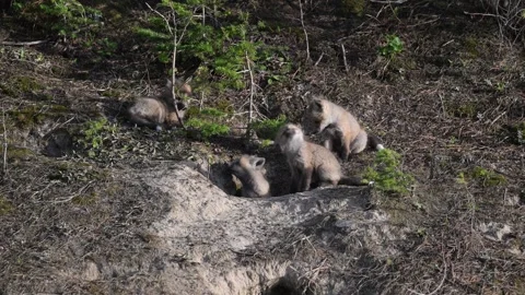 Red fox in the wild Stock Footage 314804874