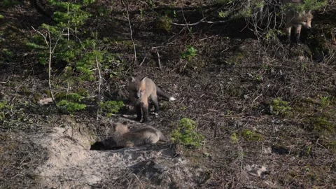 Red fox in the wild Stock Footage 314804879