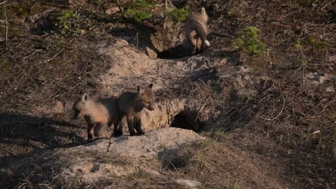 Red fox in the wild 스톡 동영상 314804889