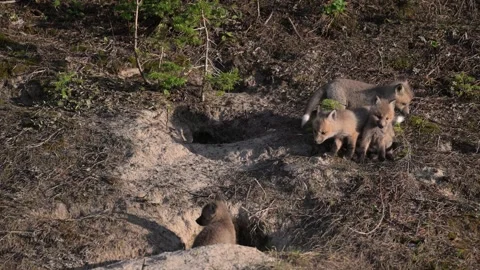 Red fox in the wild Stock Footage 314804892