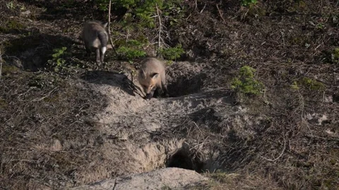 Red fox in the wild Stock Footage 314804905