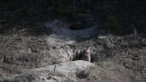 Red fox in the wild Stock Footage 314804924