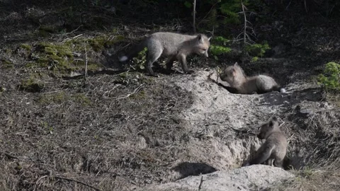 Red fox in the wild Vídeo Stock 314804927