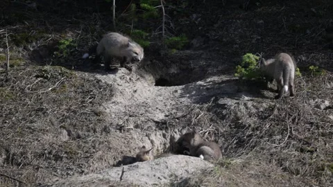 Red fox in the wild Stock Footage 314804937