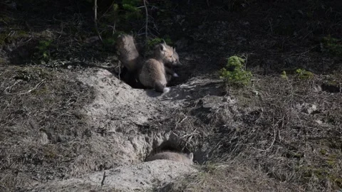 Red fox in the wild Stock Footage 314804940