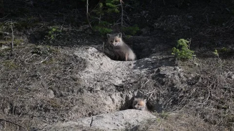Red fox in the wild 動画素材 314804942