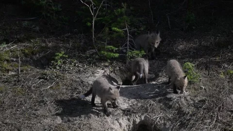 Red fox in the wild Stock Footage 314804960