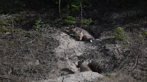 Red fox in the wild Stock Footage 314804961