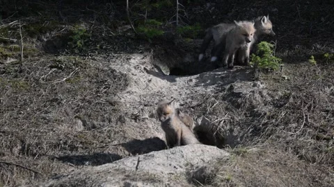 Red fox in the wild Stock Footage 314804965