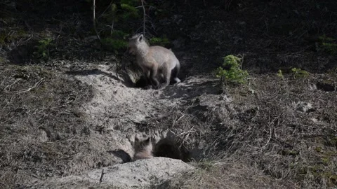 Red fox in the wild Видео 314804982