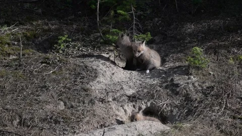 Red fox in the wild Stock Footage 314804983