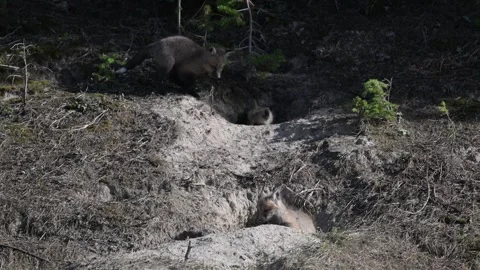 Red fox in the wild Stock Footage 314804990