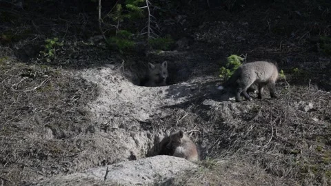 Red fox in the wild Видео 314804991