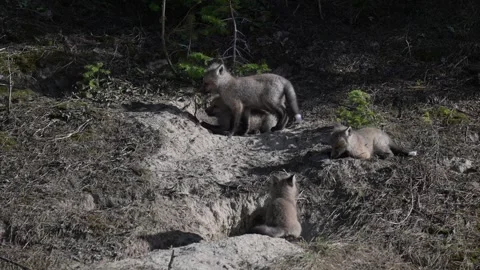 Red fox in the wild Stock Footage 314805055