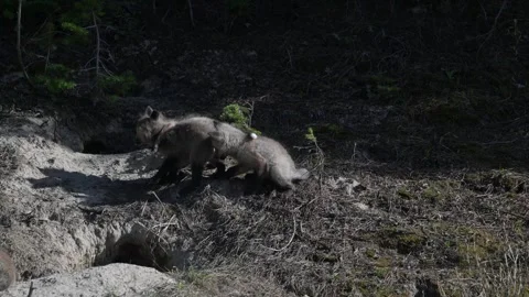 Red fox in the wild Stock-Footage 314805143