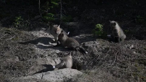 Red fox in the wild Stockbeeldmateriaal 314805175