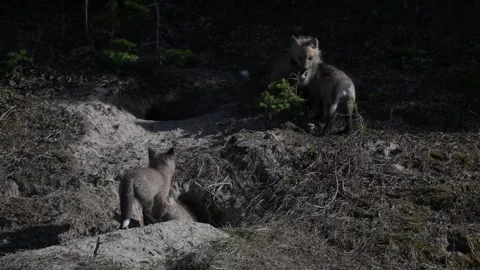 Red fox in the wild Видео 314805278